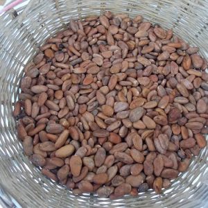 Cacao orgánico