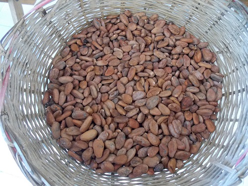 Cacao orgánico